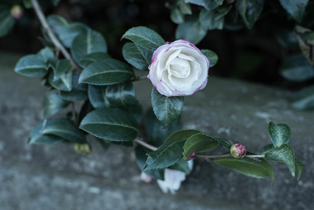 White camellia blossom