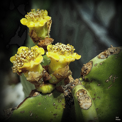 Fleurs des pays chauds