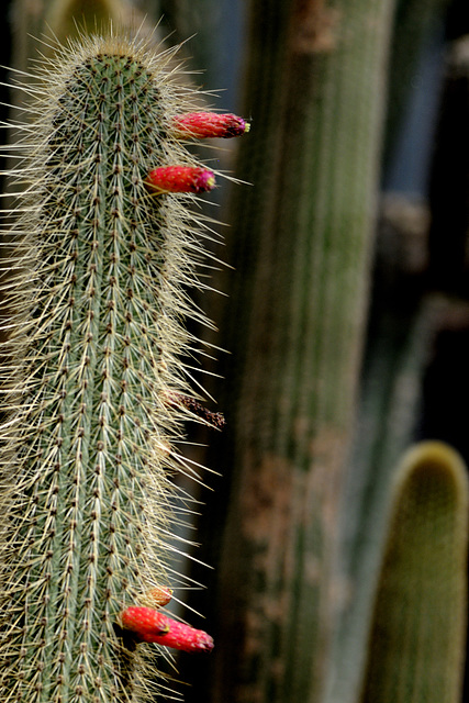 Cactaceae (Cactus)