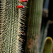 Cactaceae (Cactus)