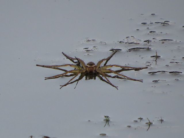 Water spider