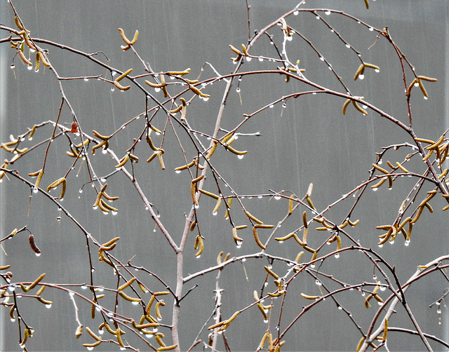 Regenbirke