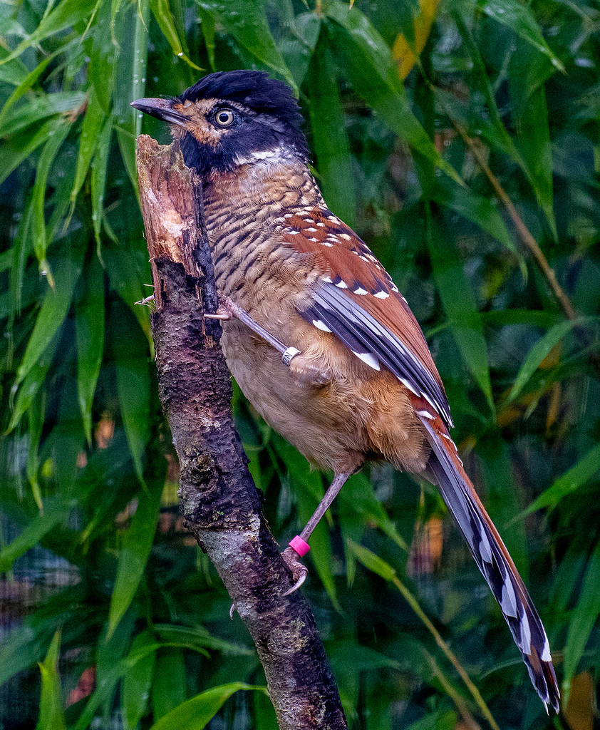 Spotted laughing thrush