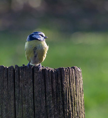 Blue tit (8)