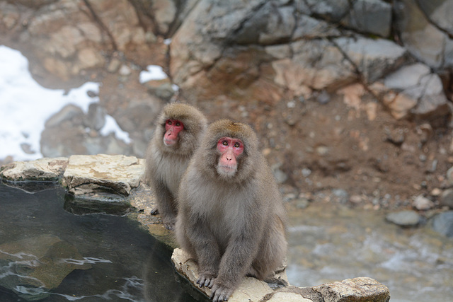 Japan, Jigokudani Yaen-Kōen Snow Monkey Park, Japanese Macaques at the Hot Spring