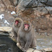 Japan, Jigokudani Yaen-Kōen Snow Monkey Park, Japanese Macaques at the Hot Spring