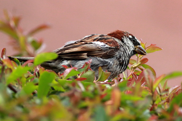 EOS 90D Peter Harriman 12 08 36 72117 sparrow dpp