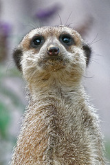 Suricate