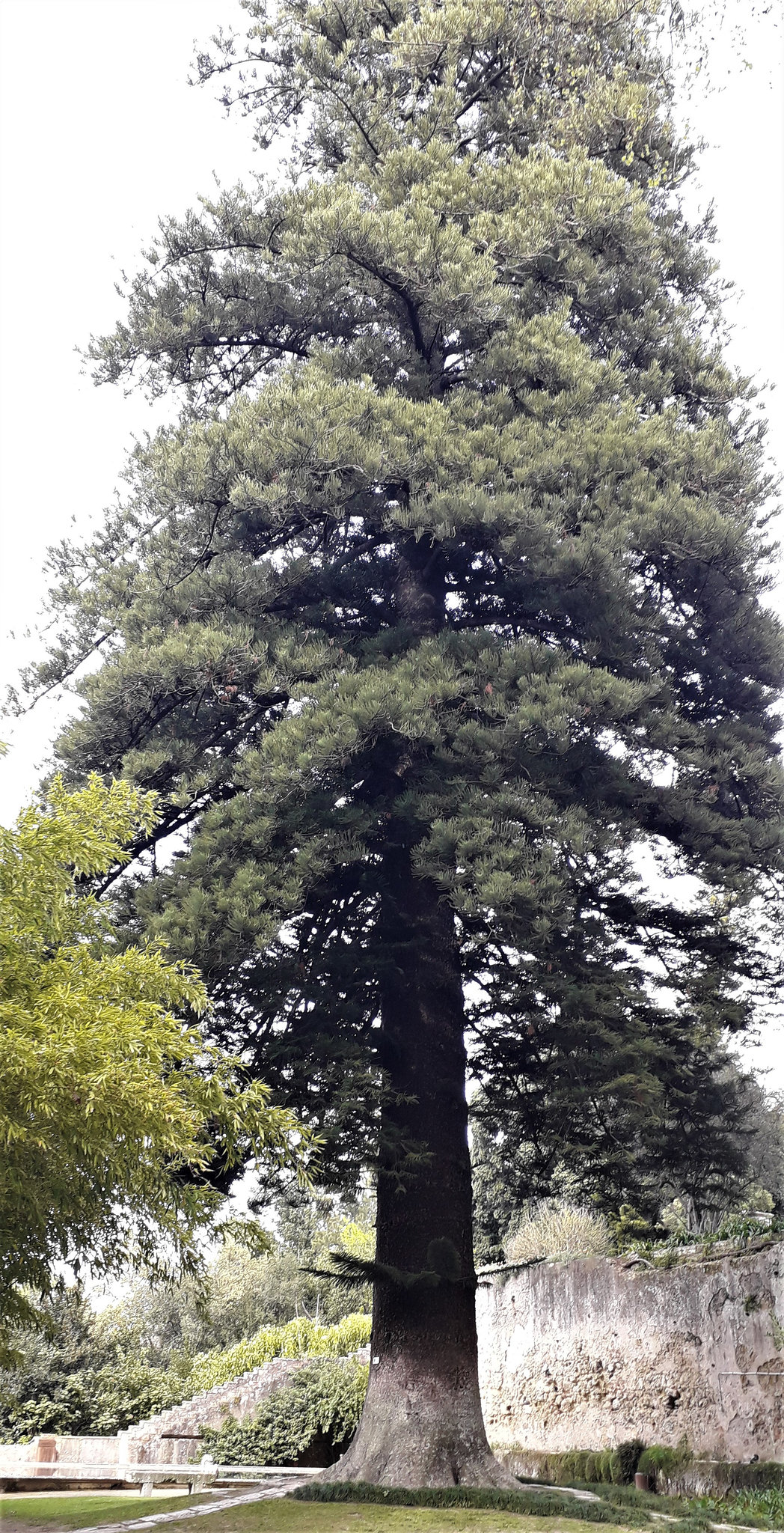 Norfolk araucaria.