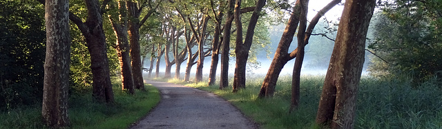 Morgennebel - zwischen Litzelstetten und Egg