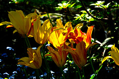 5D3 0204-FHD
