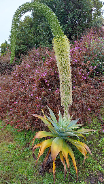 181/365 2025 prehistoric