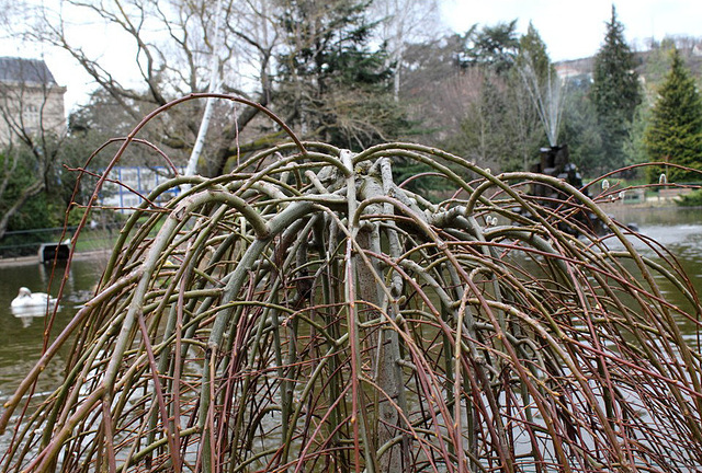 Saule marsault pleureur 1024