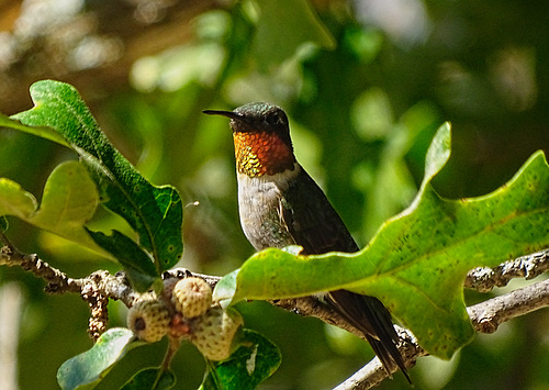 Ruby Throated Hummingbird (m)