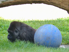 San Francisco Zoo (24) - 19 April 2016