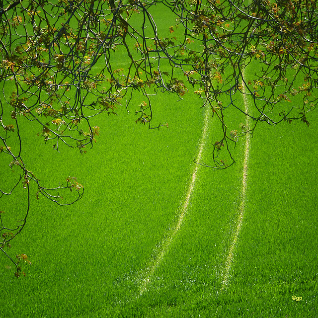 Branches