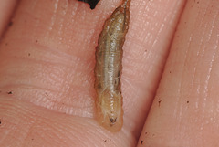 EF7A9267rattailedmaggot