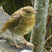 The garden is awash just now in robin fledglings - completely fearless!