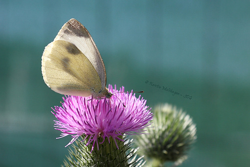 Die Distel und der Schmetterling