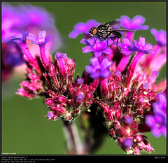 IMG 8642.jpg 2017 09 18 Bloemen + Insecten