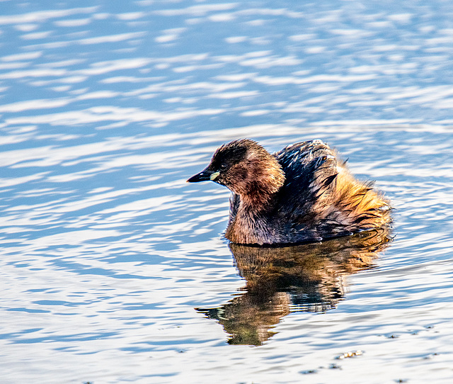 Small grebe