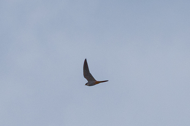 Hobby ( Falco Subbuteo)