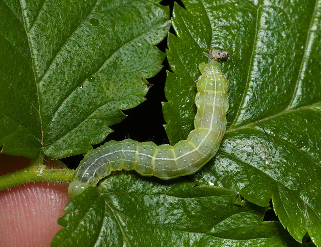 CaterpillarIMG 4851