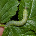 CaterpillarIMG 4851