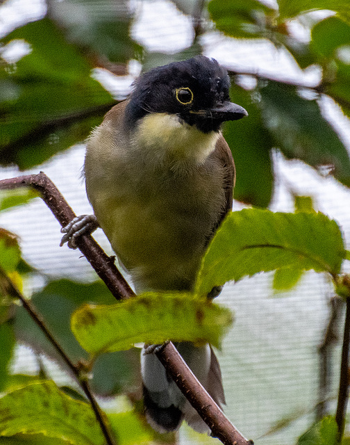 Blue capped laughing thrush