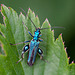 20110519 2798RMw [D~MI] Grüner Scheinbockkäfer (Oedemera nobilis), Großes Torfmoor, Hille