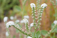 Heliotropium europaeum, Boraginales