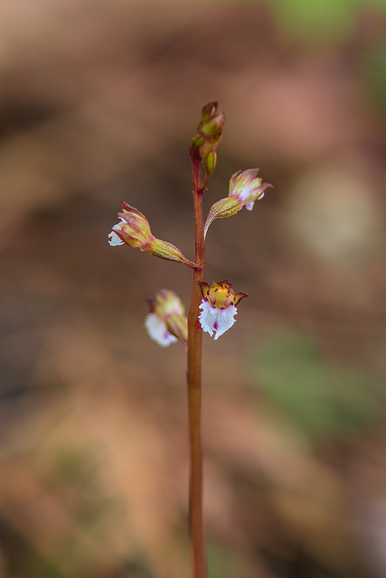 Corallorhiza odontorhiza (Autumn Coral Root orchid)