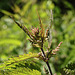 20230531 0361CPw [D~LIP] Große Brennnessel (Urtica dioica), UWZ, Bad Salzuflen