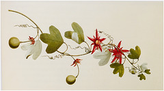 Passiflora aurantia / Red Passion-flower