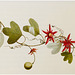 Passiflora aurantia / Red Passion-flower