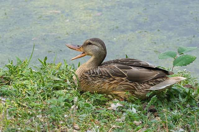 early morning quack