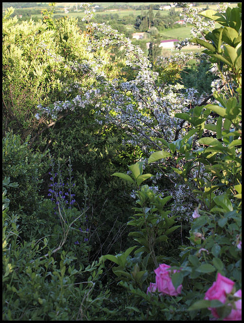 Sophora davidii (1)