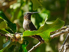 Ruby Throated Hummingbird (m)