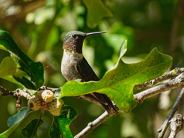 Ruby Throated Hummingbird (m)