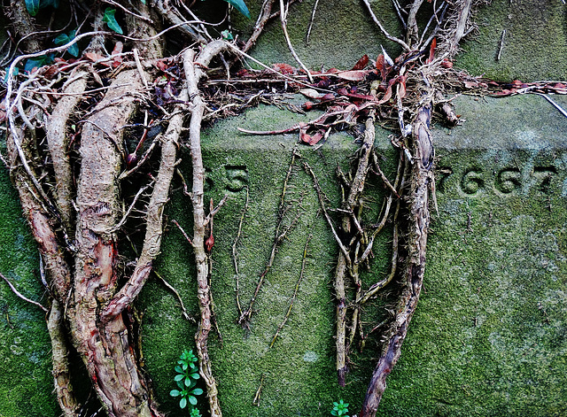 Ivy Clothed Gravestone 2