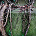 Ivy Clothed Gravestone 2