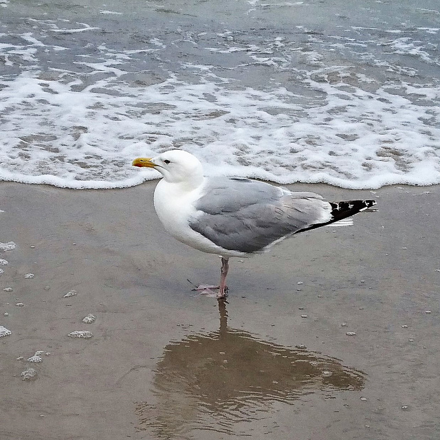 Ostsee-Emma