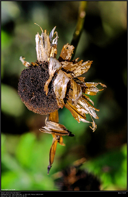 IMG 8644.jpg 2017 09 18 Bloemen + Insecten