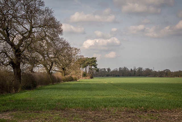 Cheshire landscape