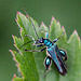20110519 2799RMw [D~MI] Grüner Scheinbockkäfer (Oedemera nobilis), Großes Torfmoor, Hille