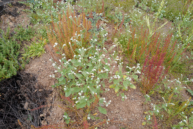 Heliotropium europaeum, Boraginales