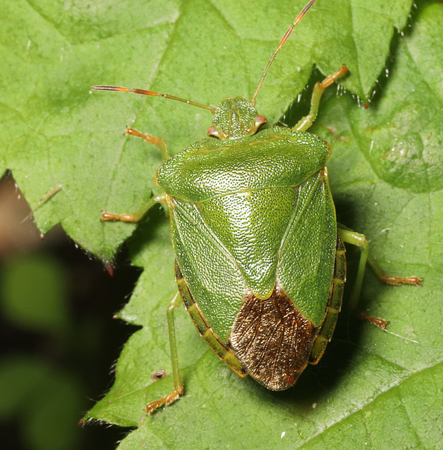 IMG 3943Shieldbug