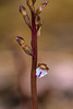 Corallorhiza odontorhiza (Autumn Coral Root orchid)