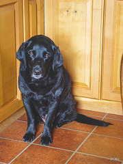 If I sit quietly in the corner, maybe there will be some breakfast for me!