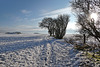 Winter Shadows - East Ayton Moor (1 note)